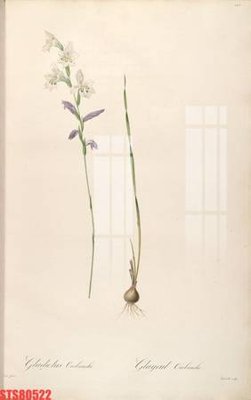 File in ấn Tranh sơn dầu phương tây tổng hợp STS80522 chuyên nghiệp