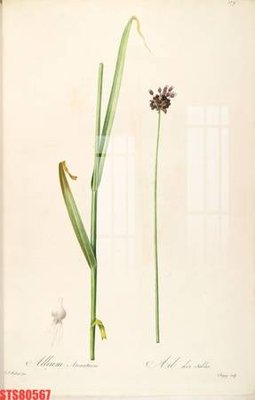 File in trần Tranh sơn dầu phương tây tổng hợp STS80567 (file gốc) xuyên sáng