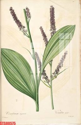 File gốc Tranh sơn dầu phương tây tổng hợp STS80575 (ảnh chi tiết) để in lụa