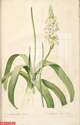 File gốc Tranh sơn dầu phương tây tổng hợp STS80576 (in lụa) hoa văn cổ điển