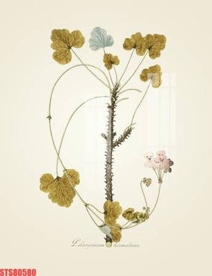 File in trần Tranh sơn dầu phương tây tổng hợp STS80580 (bản gốc) đại dương