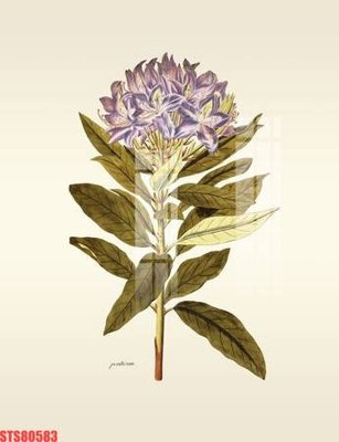 File in trần Tranh sơn dầu phương tây tổng hợp STS80583 (bản gốc) 5D