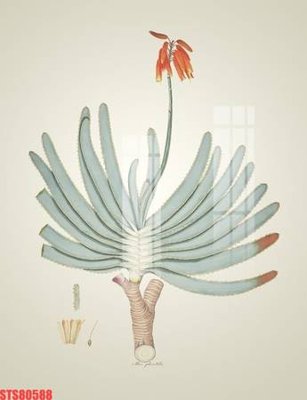 File tranh Tranh sơn dầu phương tây tổng hợp STS80588 (gốc) chủ đề động vật