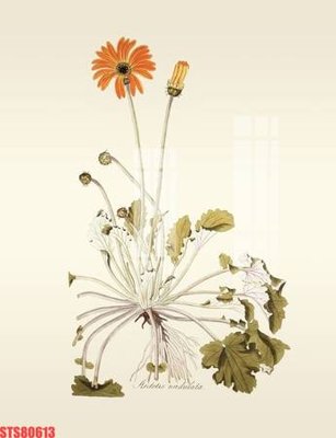 File in trần Tranh sơn dầu phương tây tổng hợp STS80613 (bản gốc) hoa văn