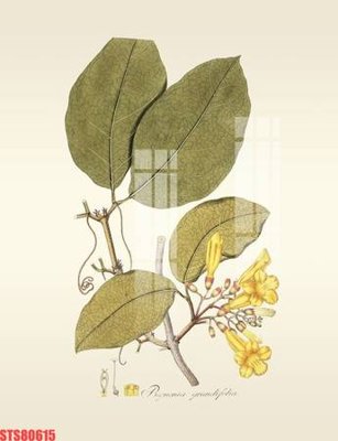 Tải file Tranh sơn dầu phương tây tổng hợp STS80615 (PSD) cho in tranh kính