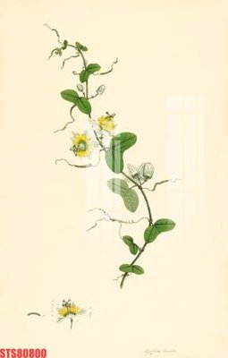 File in trần Tranh sơn dầu phương tây tổng hợp STS80800 (bản gốc) phong cảnh