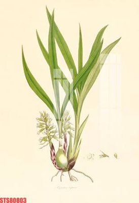 File tranh Tranh sơn dầu phương tây tổng hợp STS80803 (file gốc) chuẩn màu in