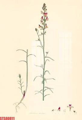 Mua file gốc Tranh sơn dầu phương tây tổng hợp STS80811 (chất lượng) tại Filetranh.com