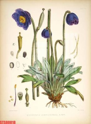 File gốc Tranh sơn dầu phương tây tổng hợp STS80818 (in mica) làm quà tặng