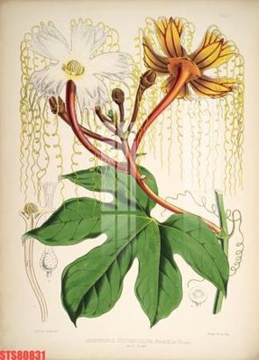 File gốc Tranh sơn dầu phương tây tổng hợp STS80831 (phong cách) cổ điển