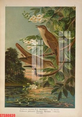 File tranh Tranh sơn dầu phương tây tổng hợp STS80839 (gốc) chủ đề thiên nhiên