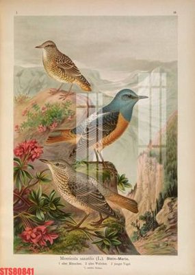 File in mica Tranh sơn dầu phương tây tổng hợp STS80841 (ảnh gốc) đẹp