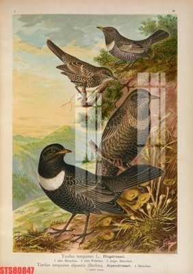 File gốc Tranh sơn dầu phương tây tổng hợp STS80847 (PNG) trong suốt (transparent)