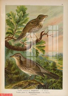 File tranh Tranh sơn dầu phương tây tổng hợp STS80855 (ảnh gốc) in trần nhà