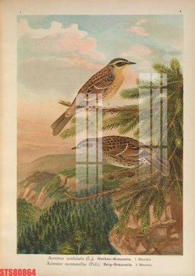 File gốc Tranh sơn dầu phương tây tổng hợp STS80864 (in ấn) màu sắc trung thực