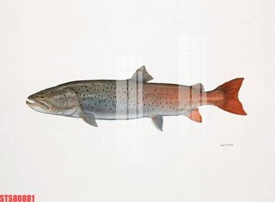 Download file gốc Tranh sơn dầu phương tây tổng hợp STS80881 (dùng cho in ấn)