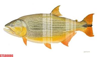 File gốc Tranh sơn dầu phương tây tổng hợp STS80886 (cho in ấn) độc quyền