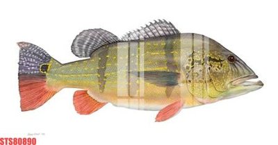 File in trần Tranh sơn dầu phương tây tổng hợp STS80890 (bản gốc) 5D