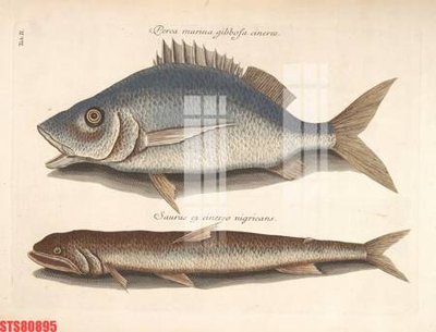 Tải file Tranh sơn dầu phương tây tổng hợp STS80895 (ảnh gốc) in tranh kính