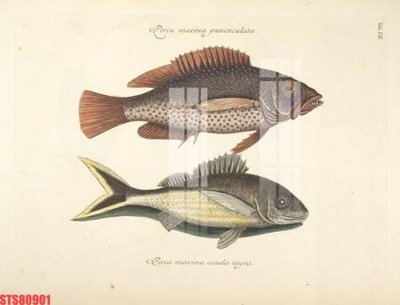 File gốc Tranh sơn dầu phương tây tổng hợp STS80901 (in mica) cắt laser