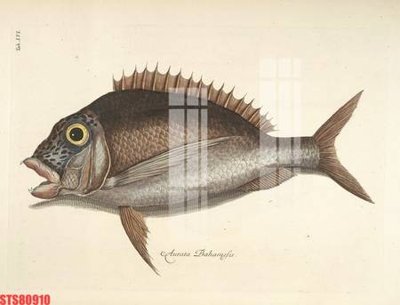 File PSD Tranh sơn dầu phương tây tổng hợp STS80910 (bản gốc) đã tách nền