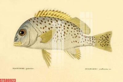 Download file Tranh sơn dầu phương tây tổng hợp STS80923 (gốc) cho xưởng in