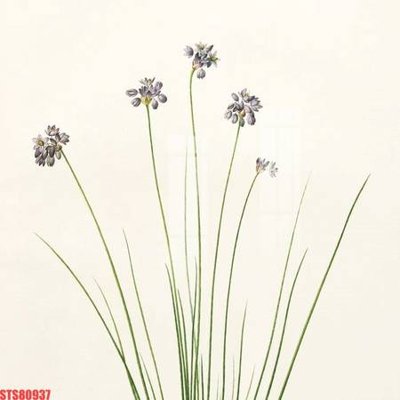 File in mica Tranh sơn dầu phương tây tổng hợp STS80937 (bản gốc) làm vách ngăn