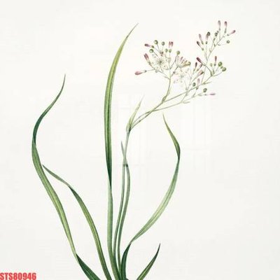 File in trần Tranh sơn dầu phương tây tổng hợp STS80946 (bản gốc) đại dương