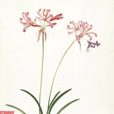 File tranh in mica Tranh sơn dầu phương tây tổng hợp STS80947 (độ phân giải cao)