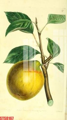 File in trần Tranh sơn dầu phương tây tổng hợp STS8167 (bản gốc) 5D