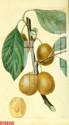 Download file ảnh gốc Tranh sơn dầu phương tây tổng hợp STS8247 để in ấn