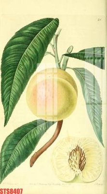 Ảnh gốc Tranh sơn dầu phương tây tổng hợp STS8407 (nét căng) in mica