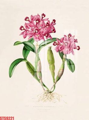 Tải file Tranh sơn dầu phương tây tổng hợp STS9221 (gốc) in nhanh