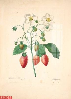 File tranh in tráng gương Tranh sơn dầu phương tây tổng hợp STS9268 (siêu nét)