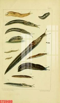 File in trần Tranh sơn dầu phương tây tổng hợp STS9480 (file gốc) xuyên sáng