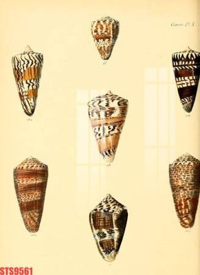 Tệp tin gốc Tranh sơn dầu phương tây tổng hợp STS9561 (chất lượng) Tranh sơn dầu phương tây tổng hợp STS9561