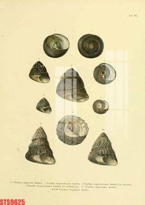 File tranh Tranh sơn dầu phương tây tổng hợp STS9625 (gốc) chủ đề tĩnh vật