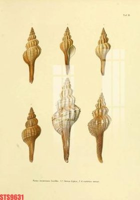 Tải file Tranh sơn dầu phương tây tổng hợp STS9631 (ảnh gốc) file AI/EPS