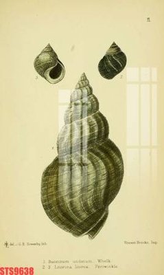 File ảnh Tranh sơn dầu phương tây tổng hợp STS9638 (gốc) in standee