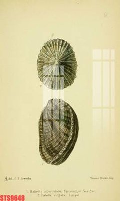 File ảnh Tranh sơn dầu phương tây tổng hợp STS9648 (gốc) dùng in Pano