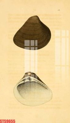 File PSD Tranh sơn dầu phương tây tổng hợp STS9655 (gốc) tách lớp chi tiết