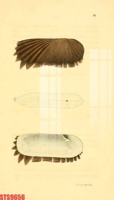 Tải file Tranh sơn dầu phương tây tổng hợp STS9656 (gốc) in ấn chất lượng