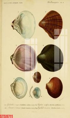 Ảnh gốc Tranh sơn dầu phương tây tổng hợp STS9711 (siêu chi tiết) để in ấn