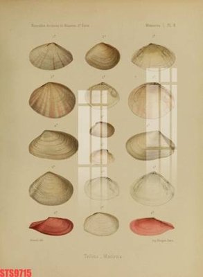 Tệp tin gốc Tranh sơn dầu phương tây tổng hợp STS9715 (chất lượng cao) Tranh sơn dầu phương tây tổng hợp STS9715