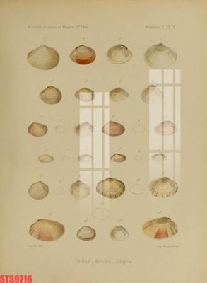 File in trần Tranh sơn dầu phương tây tổng hợp STS9716 (bản gốc 3D) sống động