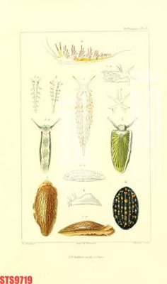 File in trần Tranh sơn dầu phương tây tổng hợp STS9719 (file gốc) xuyên sáng