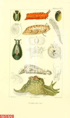 File in trần Tranh sơn dầu phương tây tổng hợp STS9720 (bản gốc) mây trời