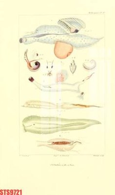 File in trần Tranh sơn dầu phương tây tổng hợp STS9721 (bản gốc) trời sao