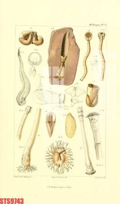 File gốc Tranh sơn dầu phương tây tổng hợp STS9743 (trang trí) cho phòng khách