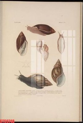 File PSD Tranh sơn dầu phương tây tổng hợp STS9748 (bản gốc) cho nhà in